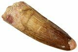 Fossil Spinosaurus Tooth - Real Dinosaur Tooth #327887-1
